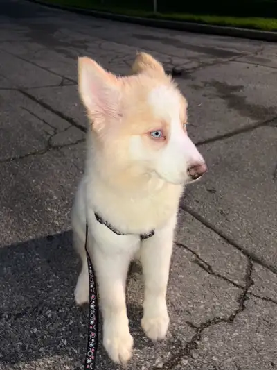 husky for sale , View more