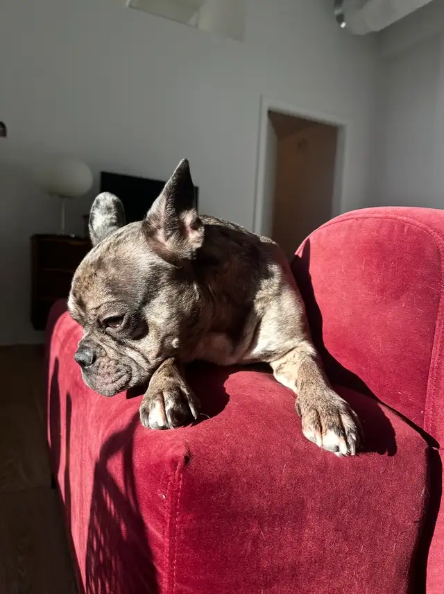 French bulldog rehome in Dogs & Puppies for Rehoming in Winnipeg - Image 4