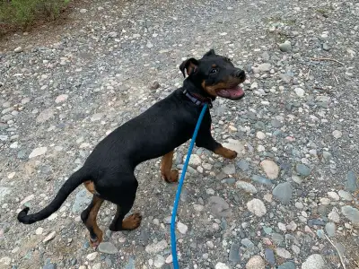 Male Rottweiler Puppy, View more