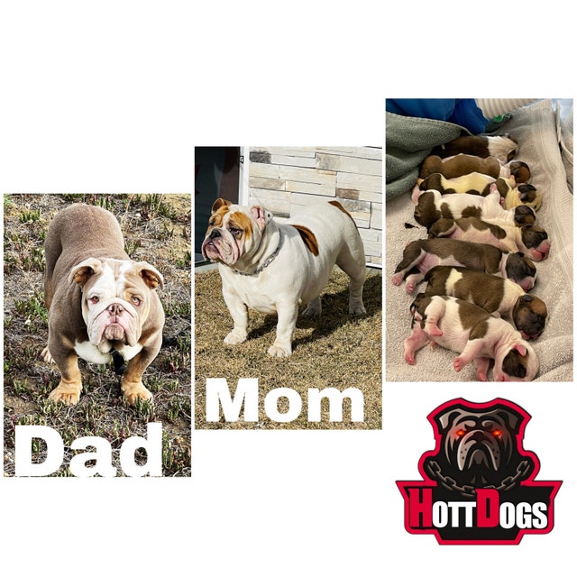 Purebred ckc registered English bulldog (not old English) Dogs & Puppies for Rehoming