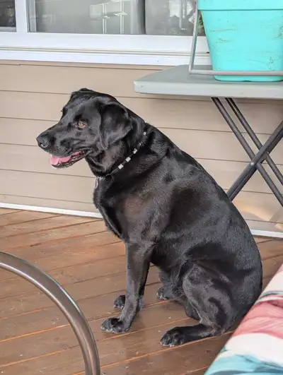 Seeking a new farm for our loved dog - Pure Black Lab, View more