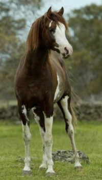 Looking to free breeding lease a reg’d Paint or Arabian mare