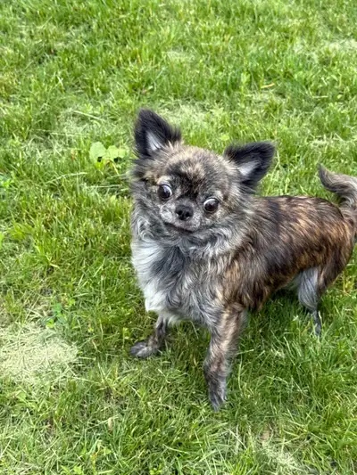 femelle chihuahua bringé poil long 2 ans sterelisée! , View more