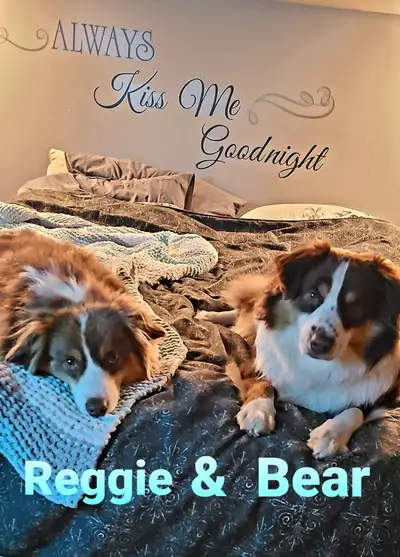 2 mini Aussie looking for their furever home, View more