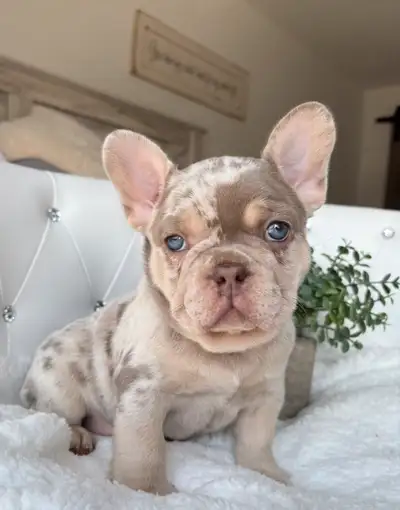 2  French Bulldog Puppies, View more