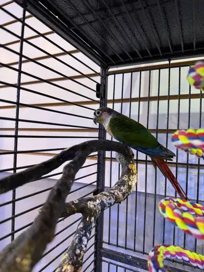 Yellow Sided Conure, still adjusting. Enjoys company, but still nervous of interaction. Will take ti...