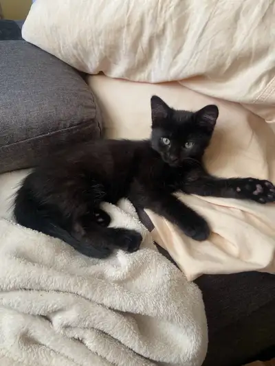 kittens to go for a good home, View more