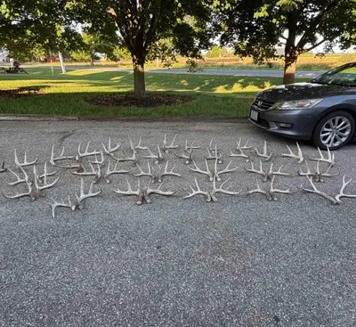 Deer Antler Sheds, View more