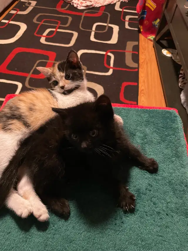 kittens for sale in Cats & Kittens for Rehoming in North Bay - Image 2