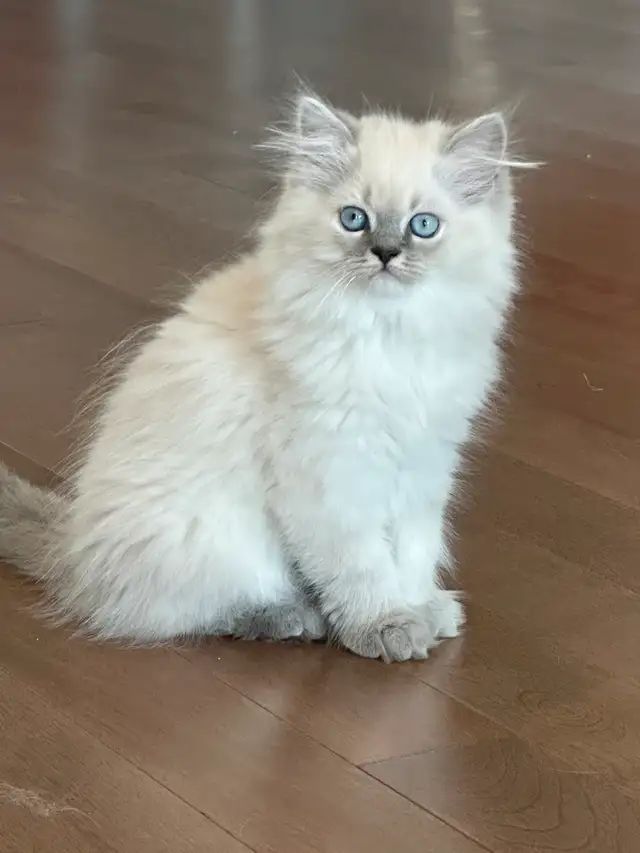 Beautiful blue point ready for rehoming in Cats & Kittens for Rehoming in Longueuil / South Shore - Image 4