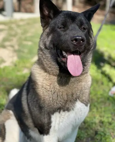 Akita femelle pure race, View more