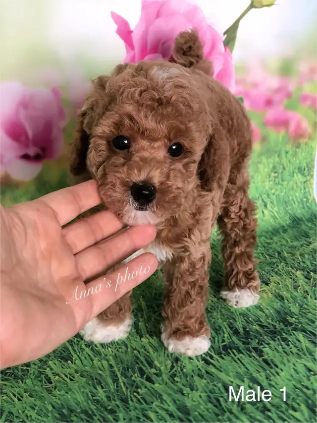 Pure Toy and Tiny Toy  poodle males in Dogs & Puppies for Rehoming in City of Toronto - Image 4