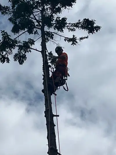  Aspen tree experts hiring Climber/Groundman , View more