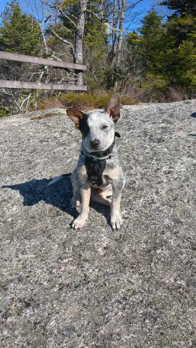 Blue Heeler puppies, View more