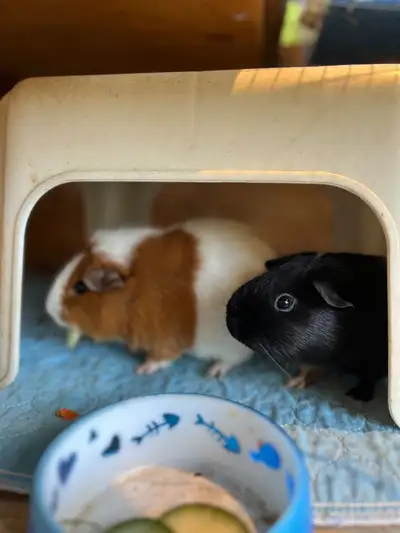 Guinea pig pair, View more