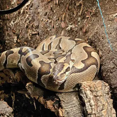 Terrarium et python royal, View more