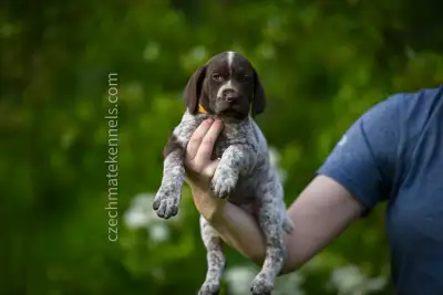 GSP Puppies CKC Registered German Shorthaired Pointers, View more