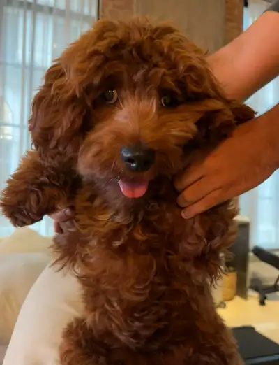 Hello ! This is Biscoff, he is a 9 months old Cavapoo and he weighs about 23lbs. He is sterilized an...