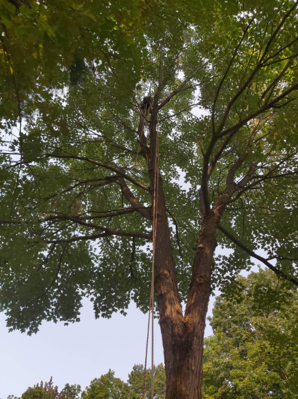 Entretien d'arbres dans Entretien paysager  à Laval/Rive Nord - Image 4