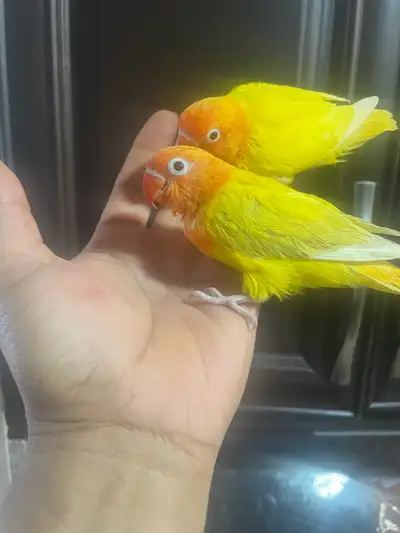 Fischer love birds babies for sale, View more