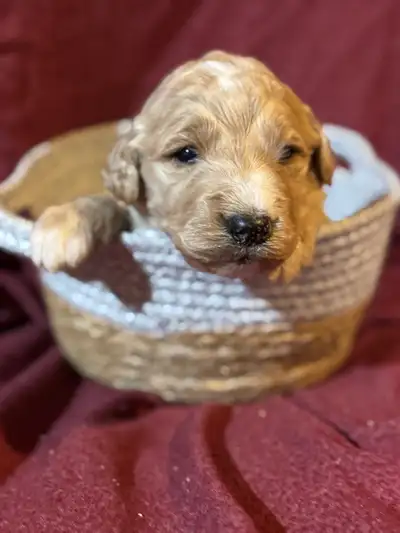 CUTE GOLDENDOODLE PUPS, View more