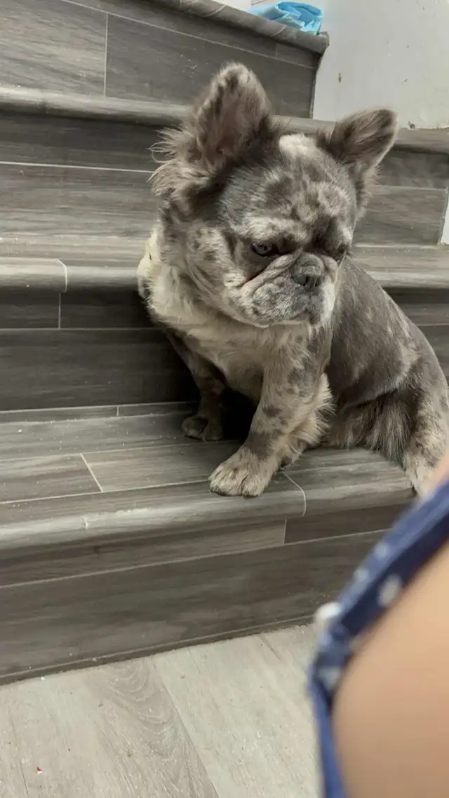 Bouledogue français full Fluffy  male merle in Dogs & Puppies for Rehoming in St-Georges-de-Beauce - Image 7