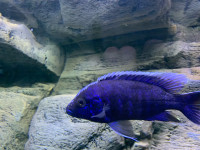 African cichlids peacock male and female 