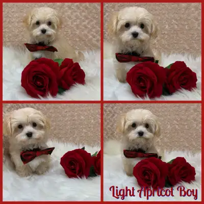 Gorgeous Nonshedding Havapoo Puppies!, View more