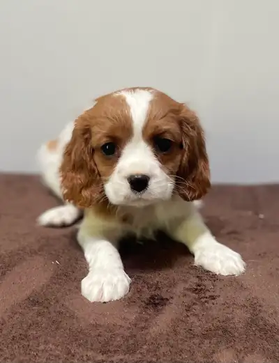 King  Charles Cavalier, View more