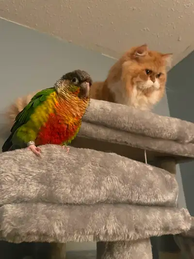 5 year old male conure. Cage and food included