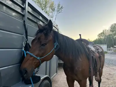 16 year old OTTB Gelding “One for Jack”, View more