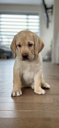 Chiots Labrador / Lab puppies