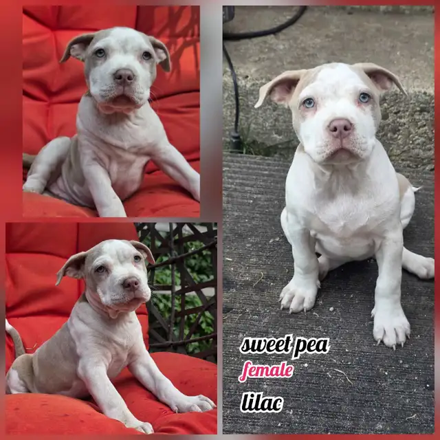 american bulldog in Dogs & Puppies for Rehoming in Vernon - Image 3