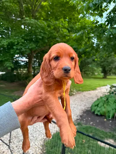 Irish Setter puppies, View more