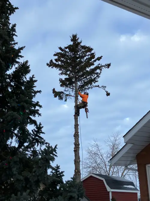 Cubs tree solutions Ltd serving saskatoon and area plus the north country, providing tree removals ,...