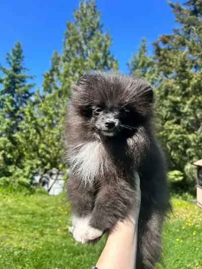 1 Adorable Pomeranian Puppies, View more