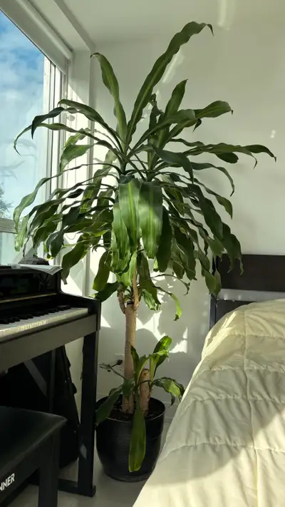 corn plant, View more