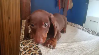Adorable brown dachsund pups, View more