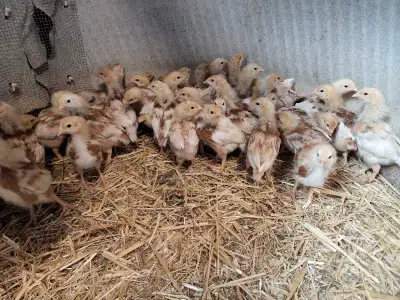 brown layer chicks, View more