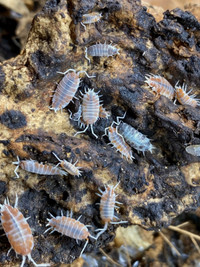 Porcellionides Pruinosus Creamsicle - Great Cleanup Crew!