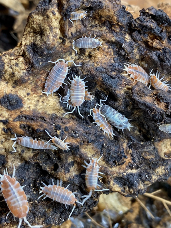 Porcellionides Pruinosus Creamsicle - Great Cleanup Crew! in Reptiles & Amphibians for Rehoming in Ottawa