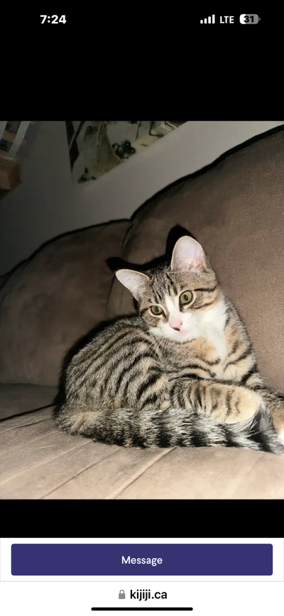 Last Kitten. - Ready to Go, View more