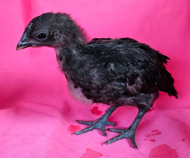 chicks available (maran, polish, frizzle/polish, H'mong) in Livestock in New Glasgow - Image 4