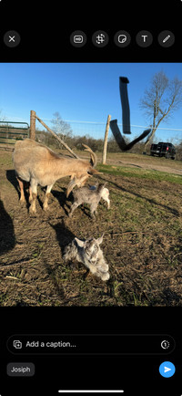 2 years Nigerian goat with 3 baby 1 day old  