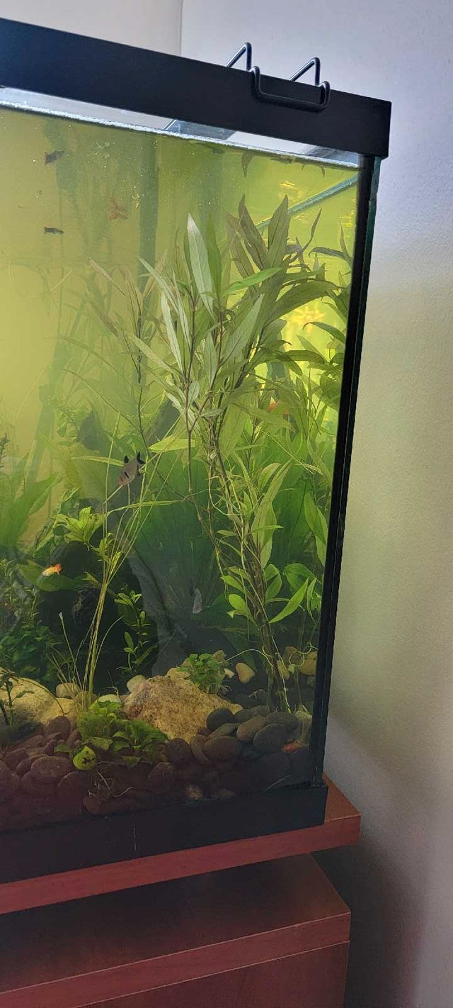 Aquarium  plants in Fish for Rehoming in Kitchener / Waterloo
