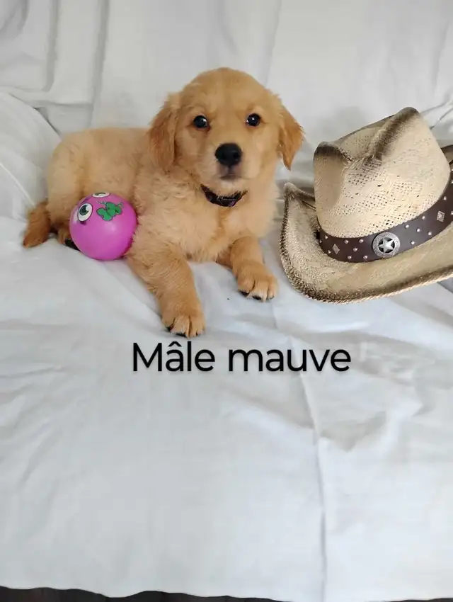 chiot golden retriever roux doré pure race prêt à partir in Dogs & Puppies for Rehoming in Lanaudière - Image 4