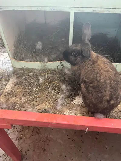 Très jolie lapine d’un peu moins de trois ans à vendre- raison: elle ne s’entend plus avec nos autre...