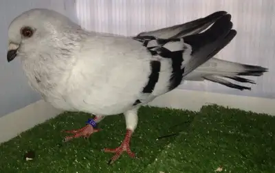 Damascène pigeon femelle DJ602, View more