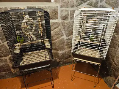 2 Superbes Conures Nenday, View more