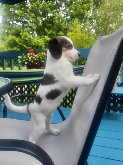 Cockapoo croisé huski .vraiment une aubaine..., View more
